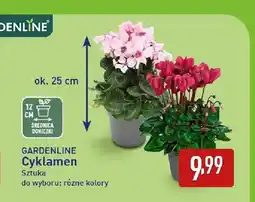 ALDI Cyklamen Gardenline oferta