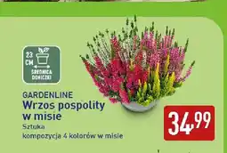 ALDI Wrzos pospolity w misie Gardenline oferta