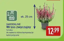 ALDI Wrzos zwyczajny Gardenline oferta