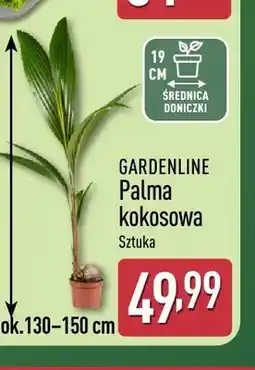 ALDI Palma kokosowa Gardenline oferta
