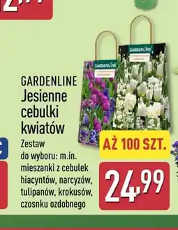 ALDI Jesienne cebulki kwiatów Gardenline oferta