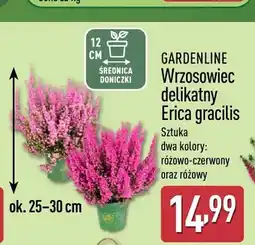 ALDI Wrzosowiec delikatny Erica gracilis Gardenline oferta
