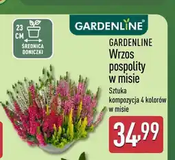 ALDI Wrzos pospolity w misie Gardenline oferta