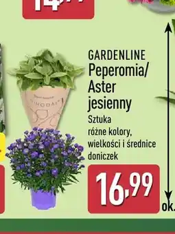 ALDI Peperomia Gardenline oferta