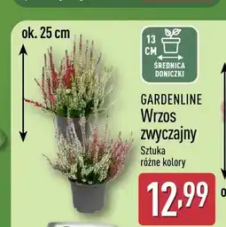 ALDI Wrzos zwyczajny Gardenline oferta