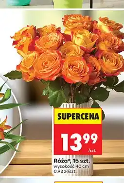 Biedronka Róża oferta