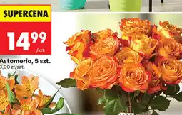 Biedronka Astomeria, 5 szt oferta