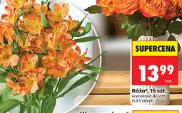Biedronka Róża, 15 szt oferta