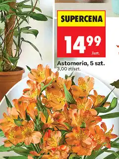 Biedronka Astomeria, 5 szt oferta