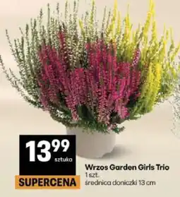 Delikatesy Centrum Wrzos Garden Girls Trio oferta