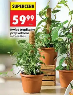Biedronka Kwiat tropikalny przy kokosie oferta