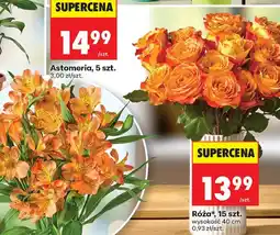 Biedronka Róża* oferta