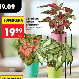 Biedronka Caladium Green Treasure* oferta