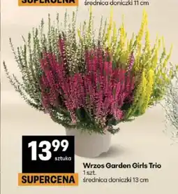 Delikatesy Centrum Wrzos Garden Girls Trio oferta