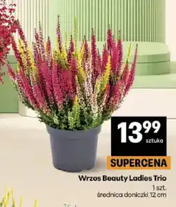 Delikatesy Centrum Wrzos Beauty Ladies Trio oferta