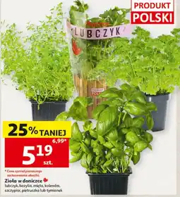 Auchan Zioła w doniczce LUBCZYK oferta
