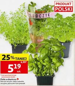 Auchan Zioła w doniczce oferta