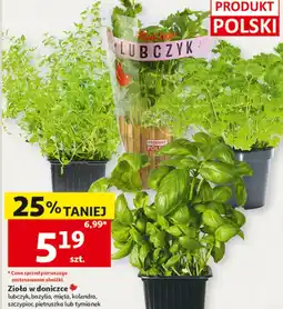 Auchan Zioła doniczkowe Polski oferta