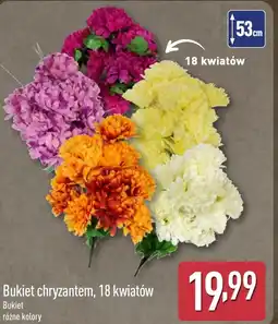 ALDI Chryzantema oferta