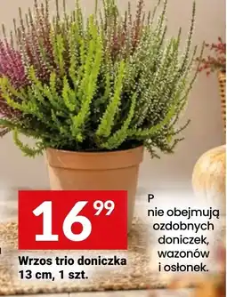 Twój Market Wrzos trio doniczka oferta