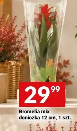 Twój Market Bromelia mix oferta