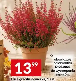 Twój Market Erica gracilis doniczka oferta