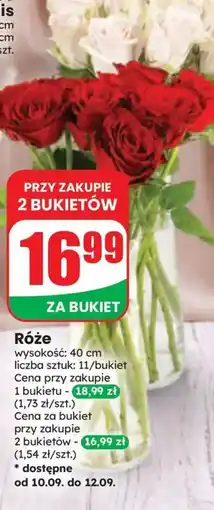 Dino Róże oferta