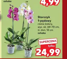Kaufland Storczyk oferta