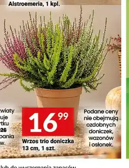Twój Market Wrzos trio doniczka 13 cm oferta
