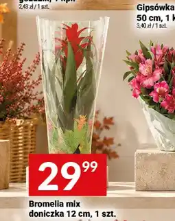 Twój Market Bromelia mix doniczka 12 cm oferta