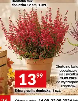 Twój Market Erica gracilis doniczka oferta