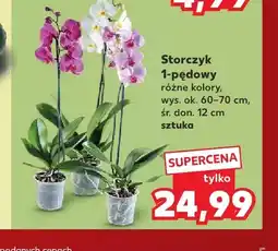Kaufland Storczyk 1-pędowy oferta
