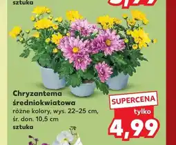 Kaufland Chryzantema średniokwiatowa oferta