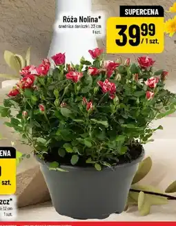 Polomarket Róża Nolina oferta