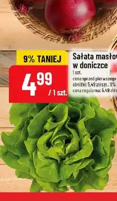 Polomarket Sałata masłowa w doniczce oferta