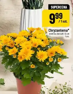 Polomarket Chryzantema oferta
