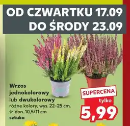 Kaufland Wrzos jednokolorowy oferta