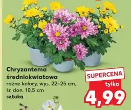 Kaufland Chryzantema średniokwiatowa oferta