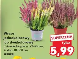 Kaufland Wrzos jednokolorowy lub dwukolorowy oferta