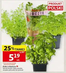 Auchan Zioła w doniczce oferta