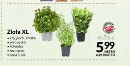 Makro Zioła XL rozmaryn polska Baziółka oferta