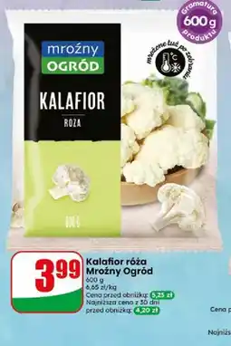 Dino Kalafior róża Mroźny Ogród oferta