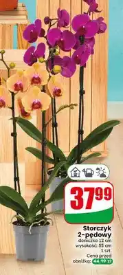 Dino Storczyk 2-pędowy oferta