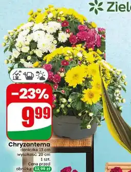 Dino Chryzantema oferta