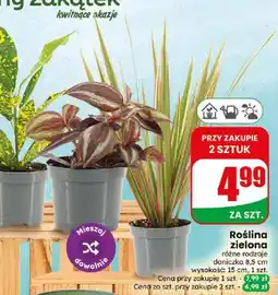 Dino Roślina zielona oferta