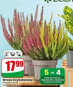 Dino Wrzos trzykolorowy oferta