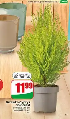 Dino Drzewko Cyprys Goldcrest oferta