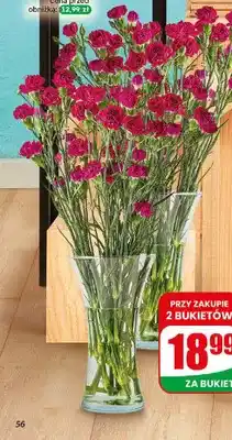 Dino Goździki oferta