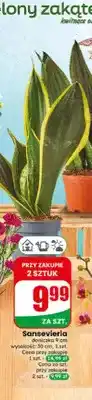 Dino Sansevieria oferta