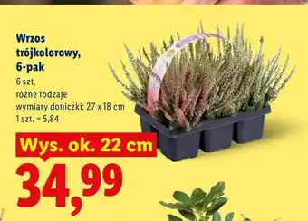 Lidl Wrzos trójkolorowy 6-pak oferta